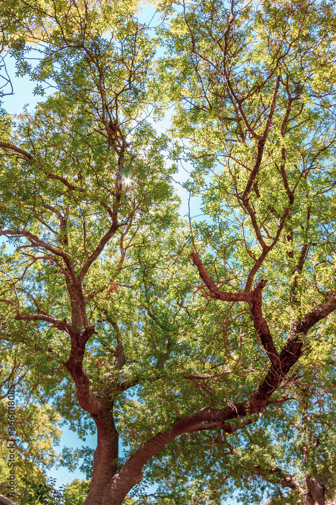 Trees and background nature in the woods. Trees and background nature in the woods.