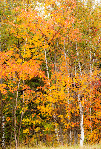Hardwood trees showing their peak autumn colors in Adirondack National Park in Upper New York