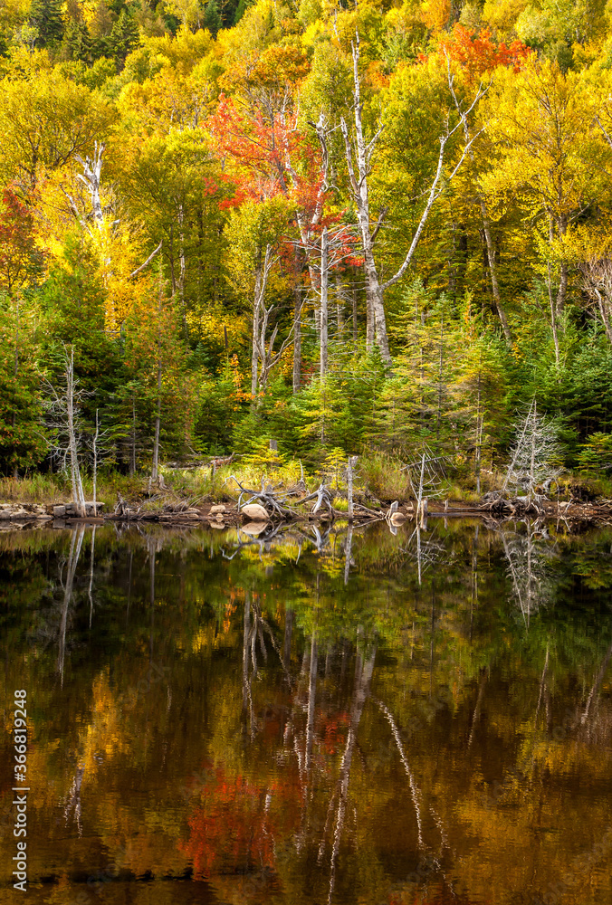 A reflection pond surrounded by hardwood trees in the autumn season showing peak fall colors in Adirondack National Park, Upper New York