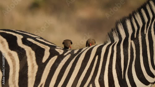 Oxpeckers on Plains Zebra in natural grassland habitat, South Africa
