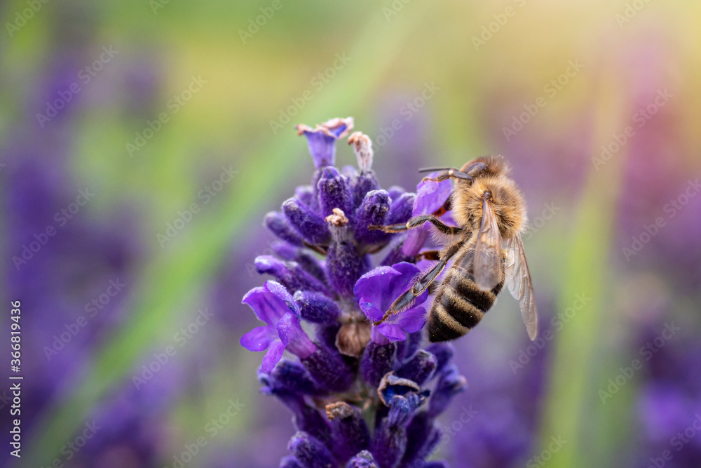 The bee pollinates the lavender flowers.