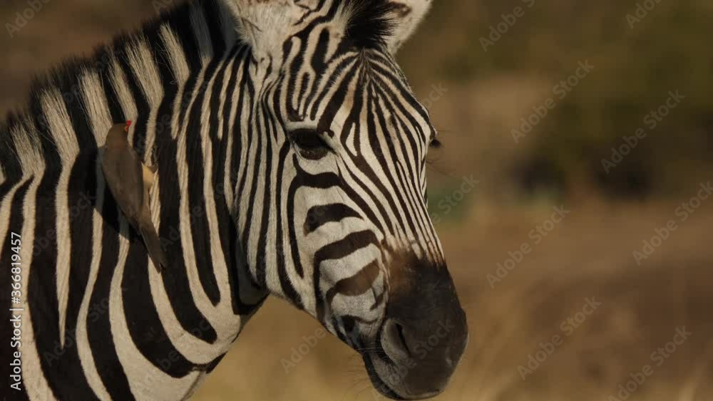 Plains Zebra in natural grassland habitat, South Africa Plains Zebra in natural grassland habitat, South Africa