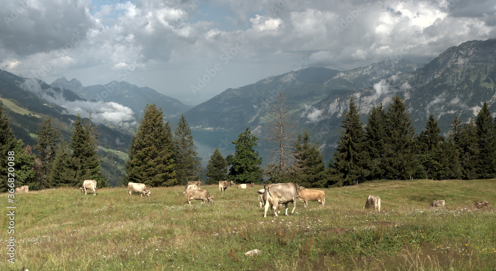 Swiss brown cows  on Flumserberg, with Churfirsten and Walensee as backdrop