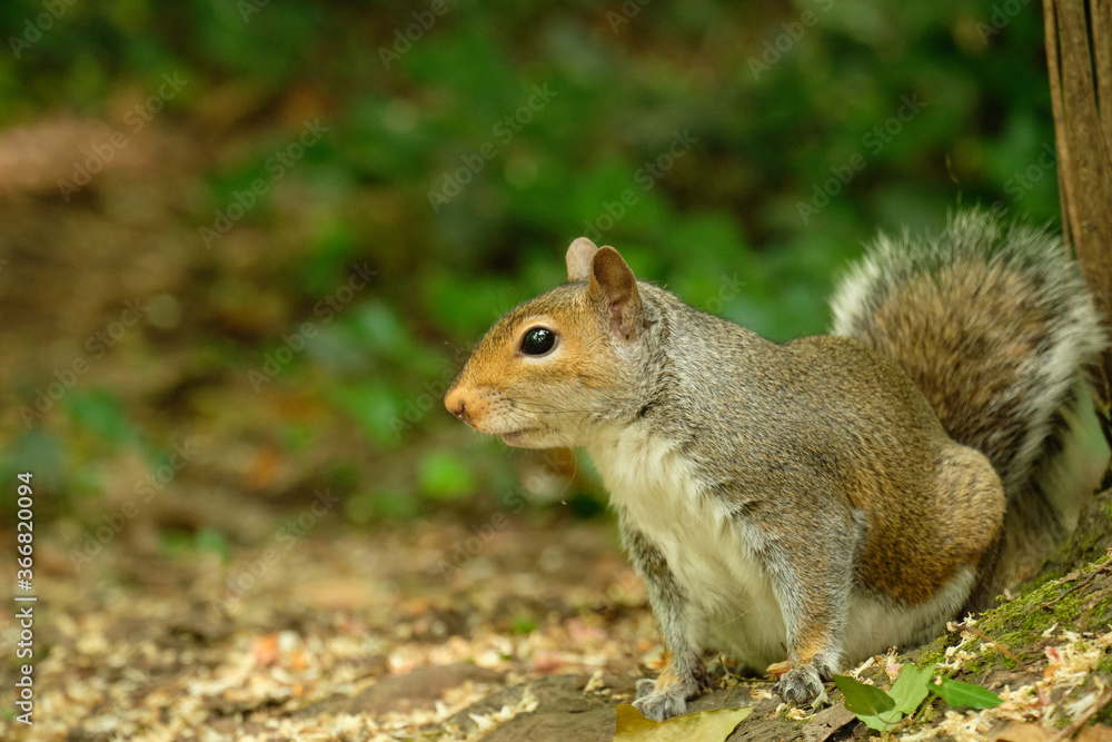 squirrel in the park squirrel in the park