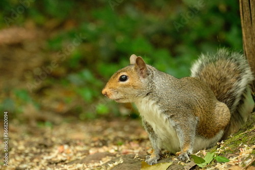 squirrel in the park © Denis
