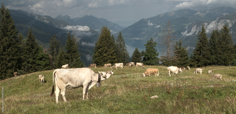 Fototapeta premium Swiss brown cows on Flumserberg, with Churfirsten and Walensee as backdrop