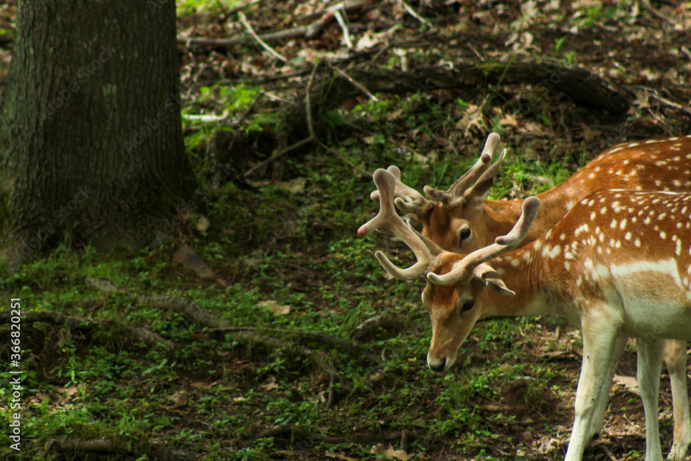 Two Male Fallow Deer Travelling Through the Forest Two Male Fallow Deer Travelling Through the Forest