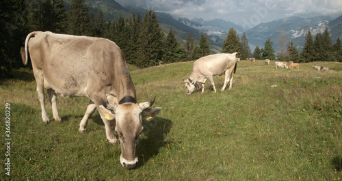 Swiss brown cows on Flumserberg, with Churfirsten and Walensee as backdrop