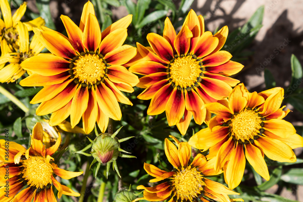 In summer, gazania flowers, beautiful as the sun, bloomed.. In summer, gazania flowers, beautiful as the sun, bloomed..