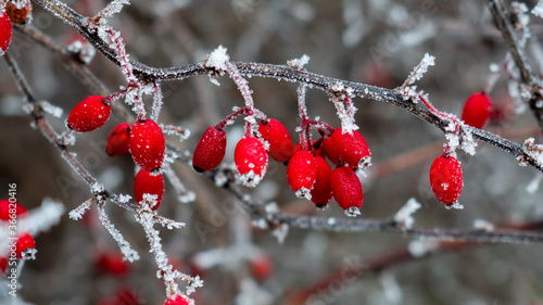 Small beautiful red berries on a cold winter morning