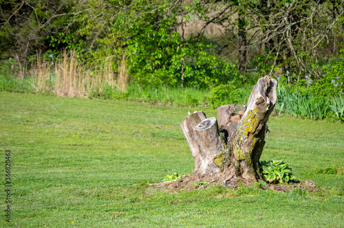 Slika na platnu The pretty mimosa tree has died and been cut down by the lumberjack