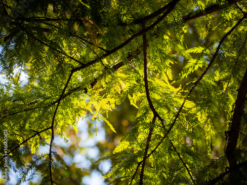 Tree canopy on a warm sunny day