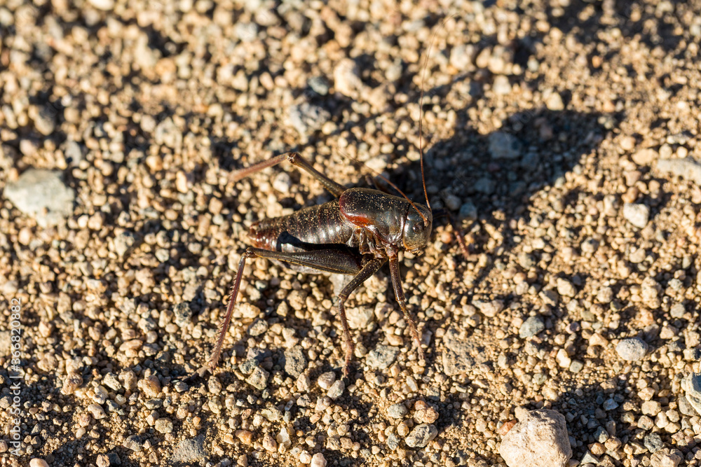 Fototapeta premium Up close macro black mormon cricket on sandy desert ground