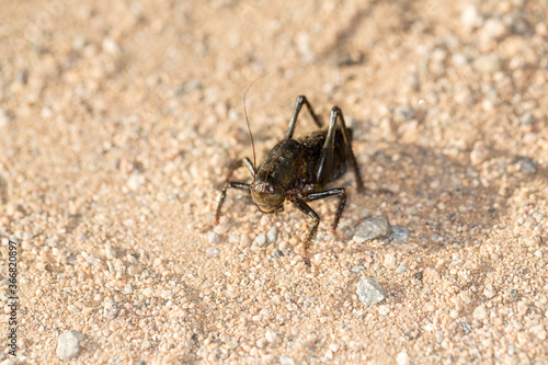 Up close macro black mormon cricket on sandy desert ground