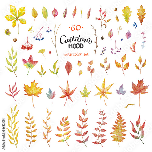 Vector Big Set of red autumn watercolor elements - berries and leaves.. Collection garden, wild foliage and branches.