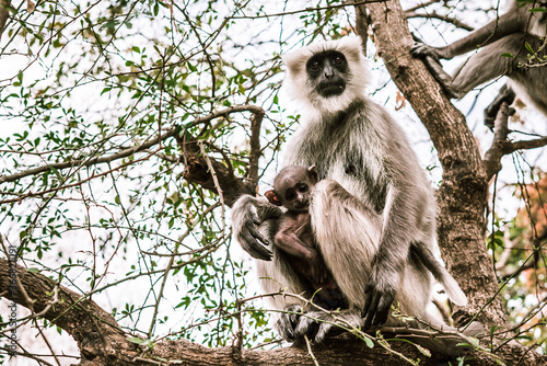 a big gray monkey with his baby sitting on a tree