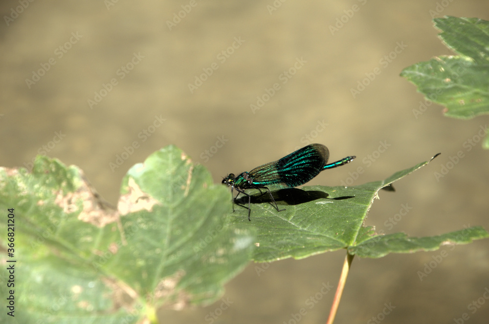 Banded demoiselle male (Calopteryx splendens) by the Isar river in Münich Banded demoiselle male (Calopteryx splendens) by the Isar river in Münich
