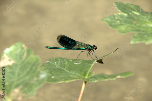 Banded demoiselle male (Calopteryx splendens) by the Isar river in Münich