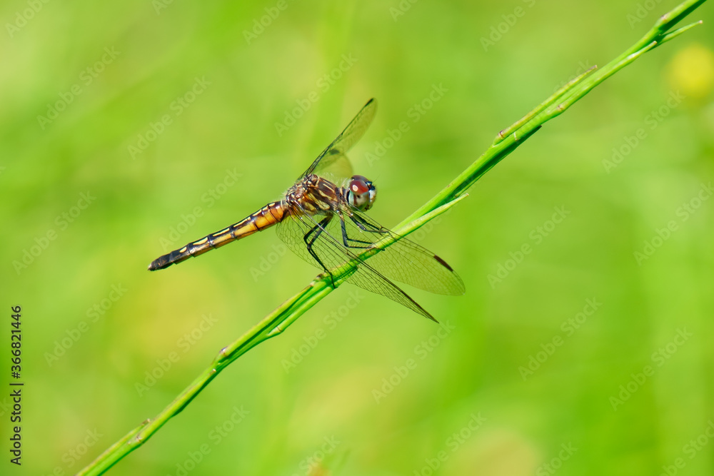 Spot-winged glider dragonfly landing on the grass Spot-winged glider dragonfly landing on the grass