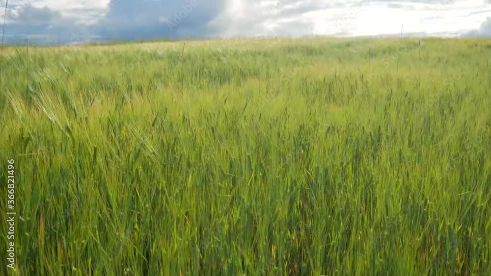 wheat field, movement of the camera on the ears of grass and wheat wheat field, movement of the camera on the ears of grass and wheat