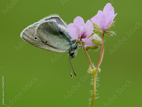 The common blue butterfly Polyommatus icarus on a forest flower on a glade on a summer day photo