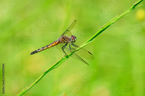 Spot-winged glider dragonfly landing on the grass