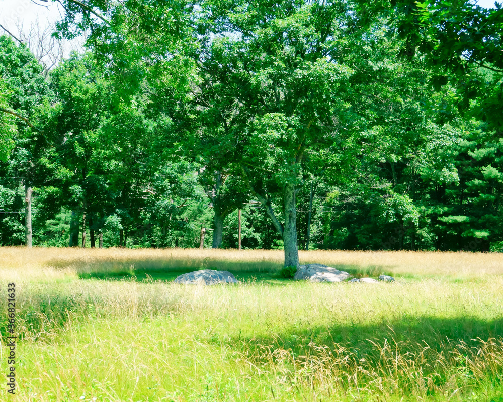 Obraz premium Golden fescue grass field and green trees