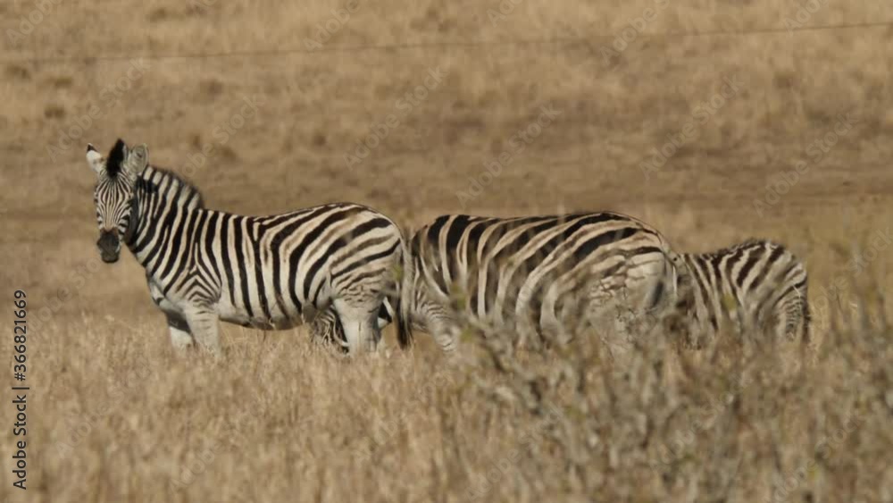Plains Zebra in Natural Habitat, South Africa Plains Zebra in Natural Habitat, South Africa