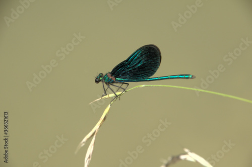 Banded demoiselle male (Calopteryx splendens) by the Isar river in Münich