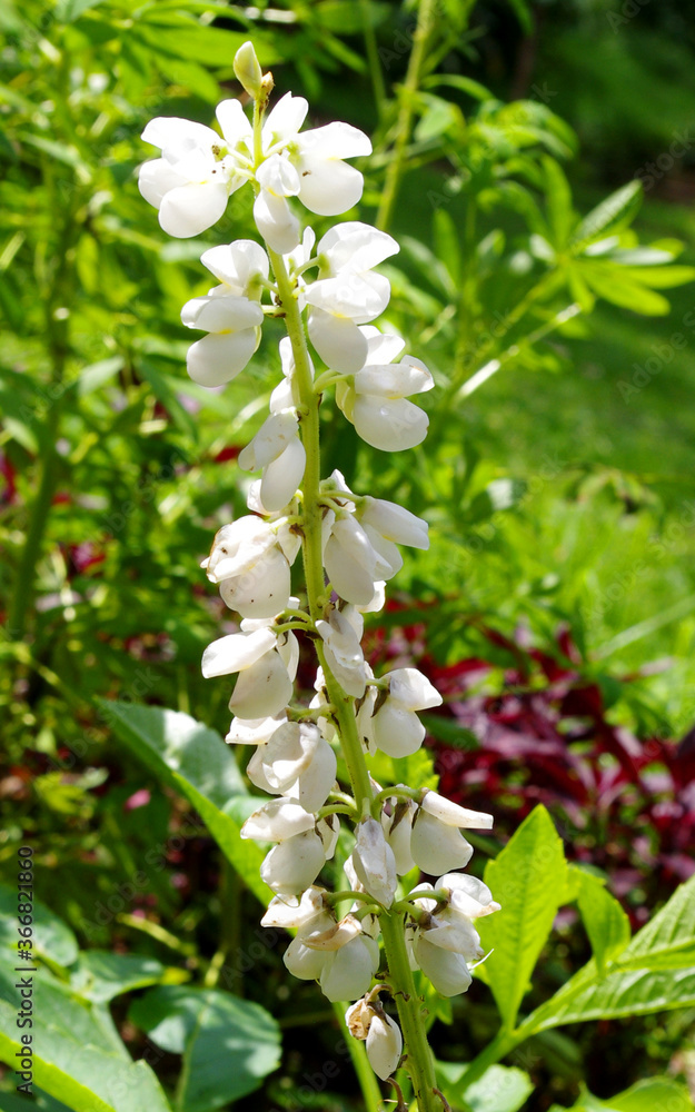 white flowers in the park white flowers in the park