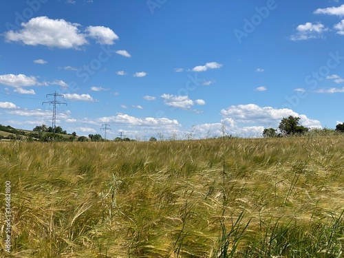 Getreidefeld  Baumreihe im Horizont  blauer Himmel