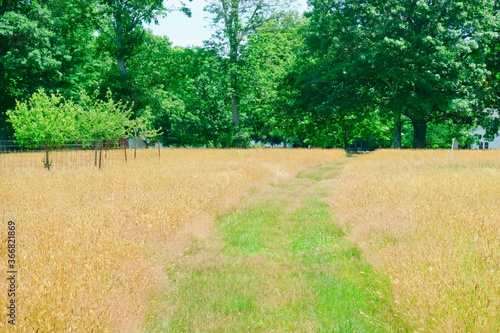 Golden fescue grass field and green trees photo