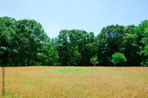 Golden fescue grass field and green trees