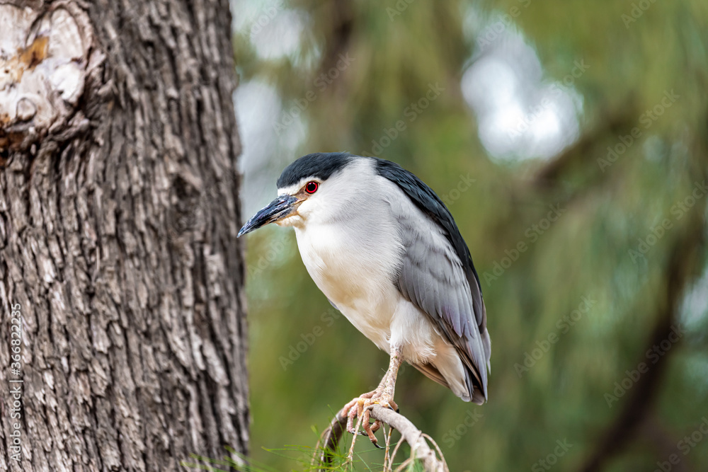 Black-crowned night heron close-up on a tree branch. Selective focus. Black-crowned night heron close-up on a tree branch. Selective focus.