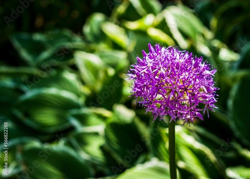 The Persian Onion flower is a grown in many gardens for its large showy pink-purple blooms