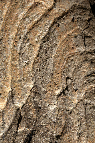 Abstract patterns on maple bark formed by light and shadow on whorled ridges photo