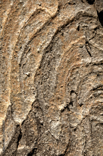 Abstract patterns on maple bark formed by light and shadow on whorled ridges photo