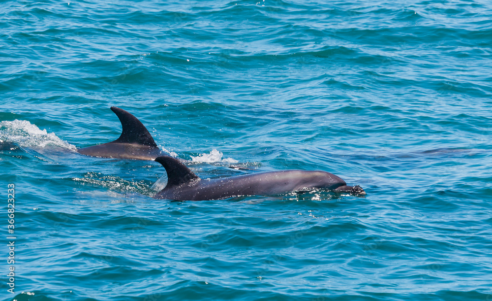 Obraz premium Pair of dolphins in Bay of Islands, New Zealand