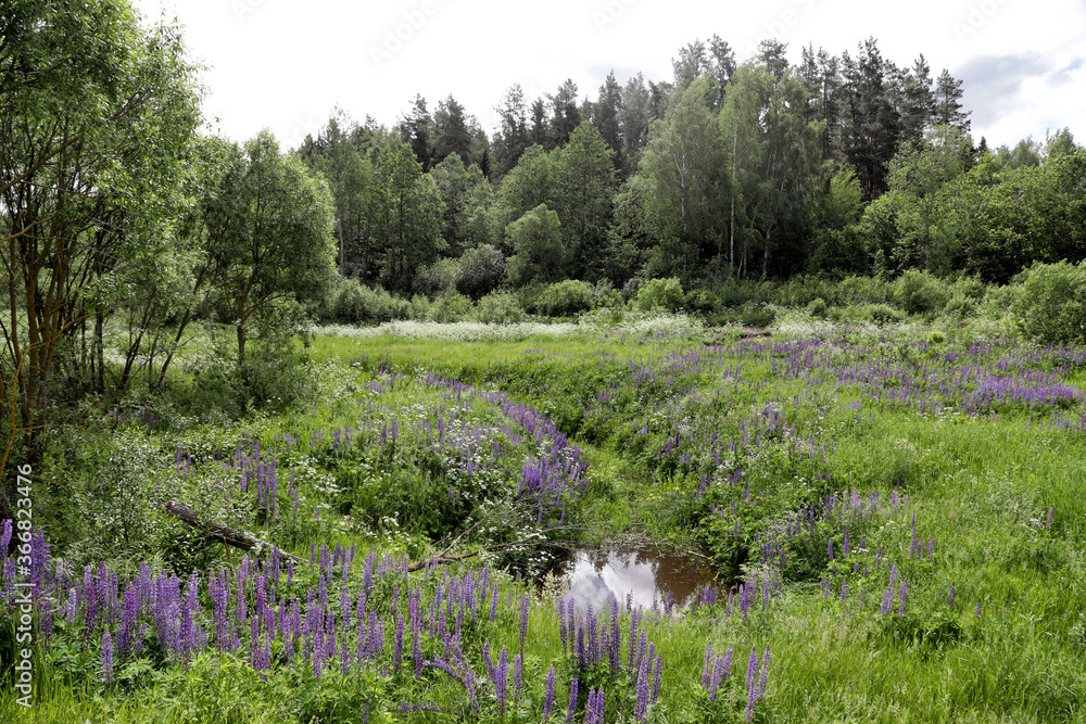 Fototapeta premium Summer landscape with blooming fields near the city of Miory, Belarus