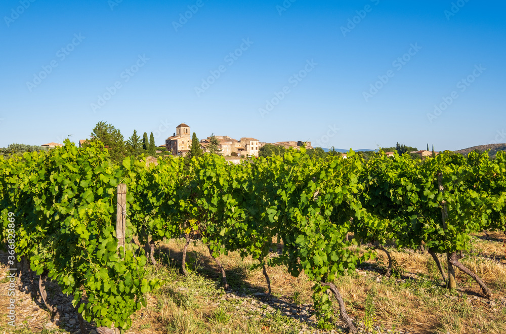 France, Ardèche (07), les vignes de Vinezac, village de l'Ardèche méridionale.