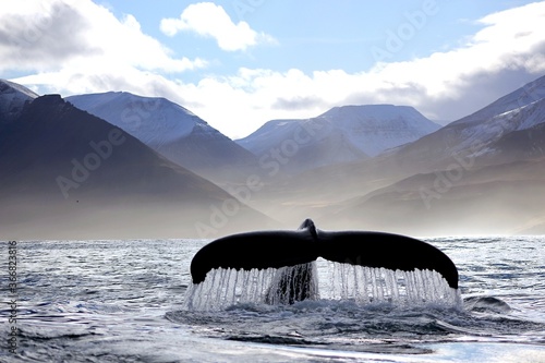 Whale and mountains in Iceland 