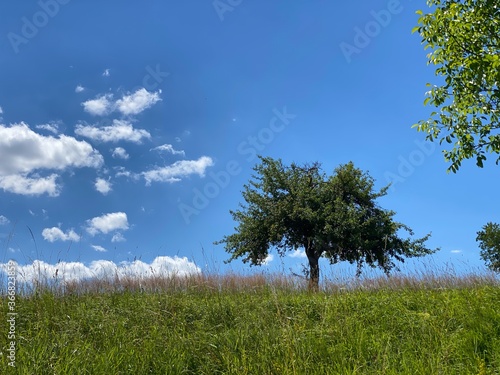 Baum auf Wiese blauer Himmel einpaar weiße Wolken, Sonne scheint.