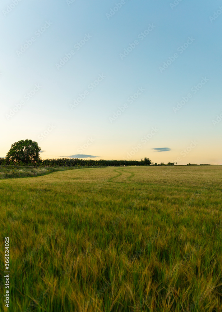 Idyllic scenery wide angle evening sunset in the English Warwickshire countryside. Background design asset with space for copy text. Trees on a wheat field and wildflower meadow. blue golden hour