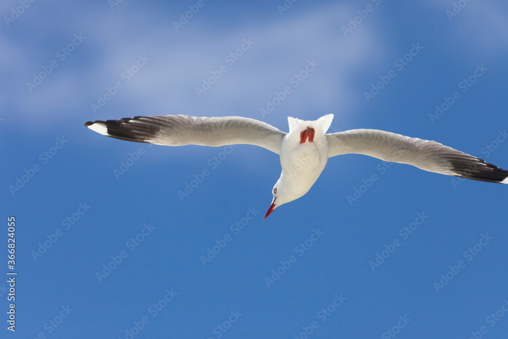 Red billed Gull in flight in New Zealand Red billed Gull in flight in New Zealand