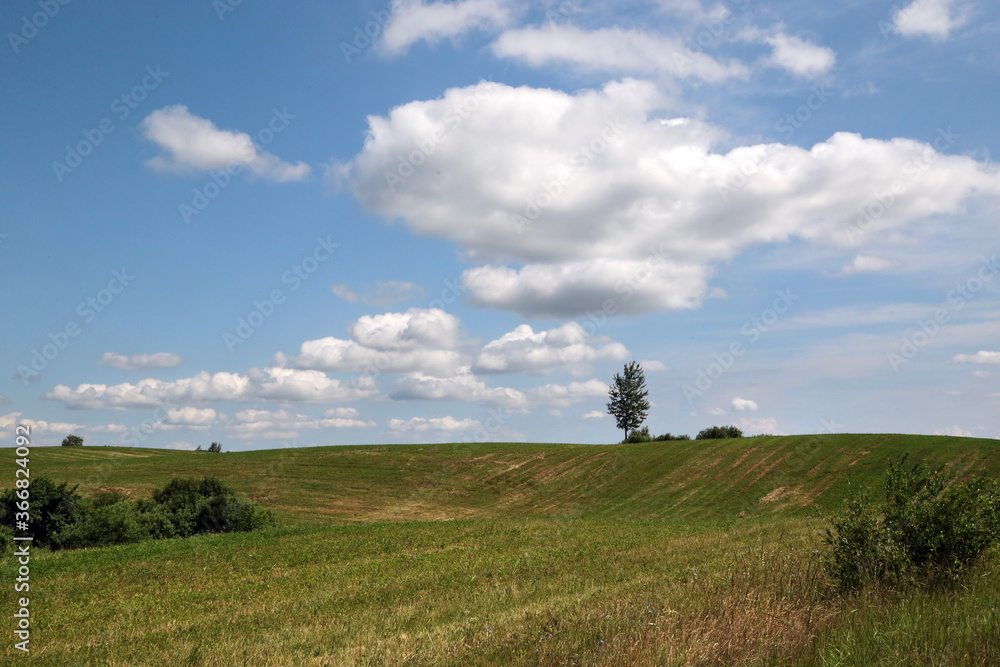 Summer landscape with field, flowers and cloudy sky.