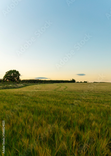 Idyllic scenery wide angle evening sunset in the English Warwickshire countryside. Background design asset with space for copy text. Trees on a wheat field and wildflower meadow. blue golden hour