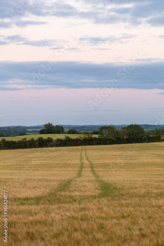 Idyllic scenery wide angle evening sunset in the English Warwickshire countryside. Background design asset with space for copy text. Trees on a wheat field and wildflower meadow. blue golden hour