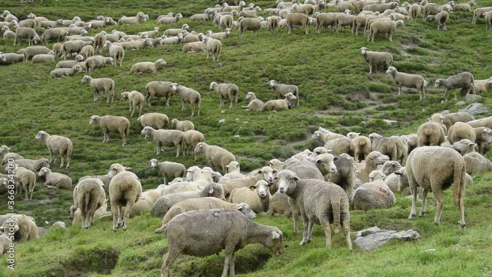 A flock of sheeps in French Alps (Beaufortain valley) A flock of sheeps in French Alps (Beaufortain valley)