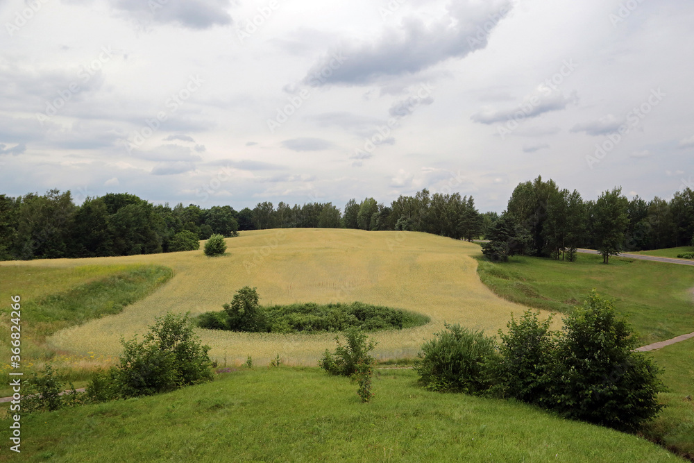 Summer landscape with field, flowers and cloudy sky. Summer landscape with field, flowers and cloudy sky.