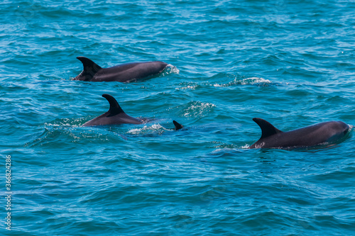 Pod of Dolphins in Bay of Islands, New Zealand